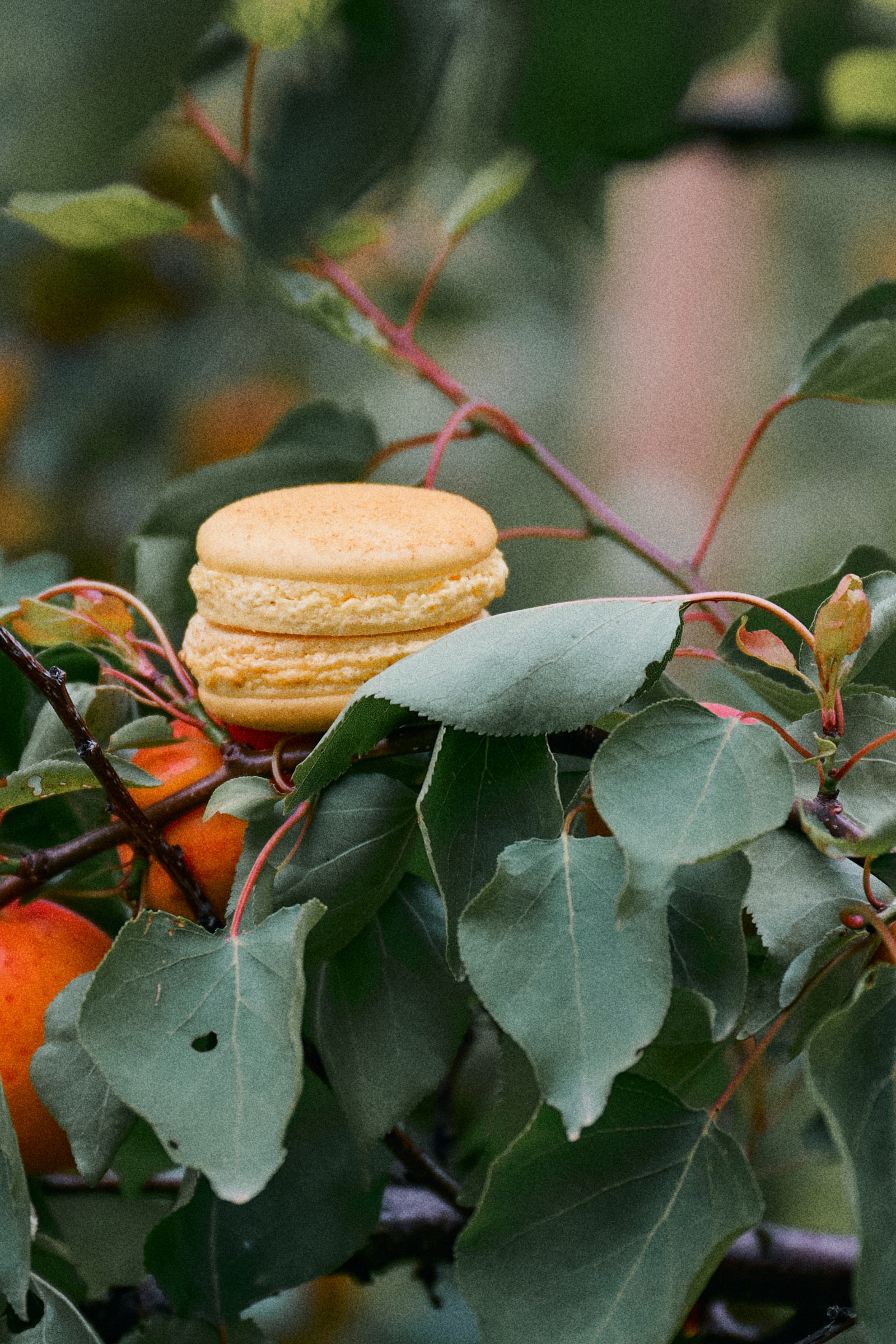 Macarons à la reine des prés et abricot