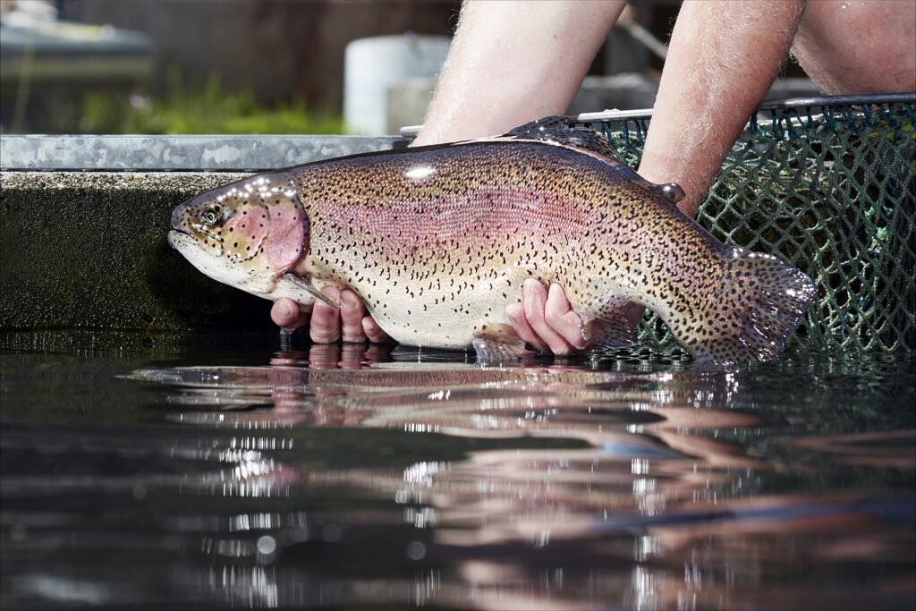 Une truite tenue au-dessus de l’eau à la Pisciculture de Vionnaz