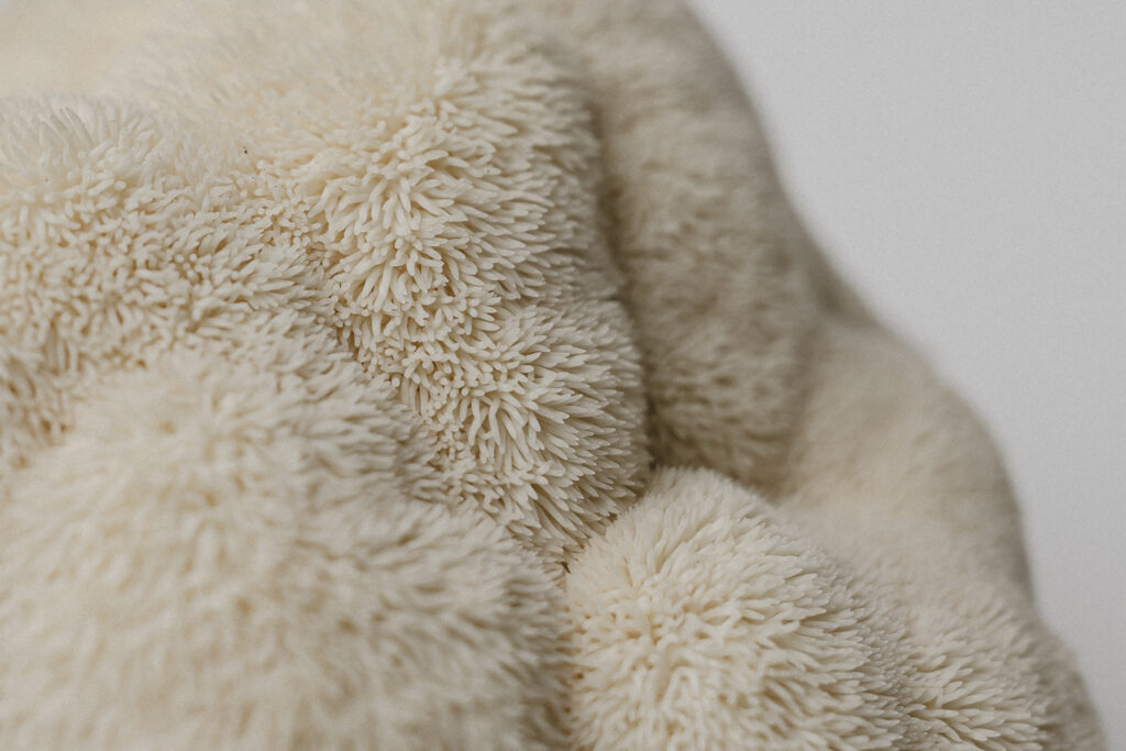 Gros plan sur la texture d’un champignon pompon blanc.