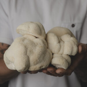 Jérémie Cordier tenant des champignons blancs dans ses mains.