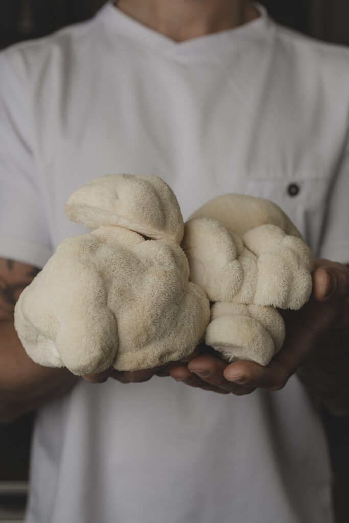 Des champignons pompons blancs présentés dans les mains.